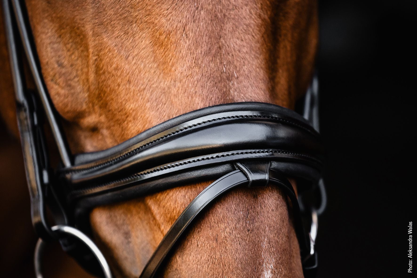 Close-up view of the noseband on the Schockemohle Isabell Werth Satchmo Dressage Bridle as worn by a horse