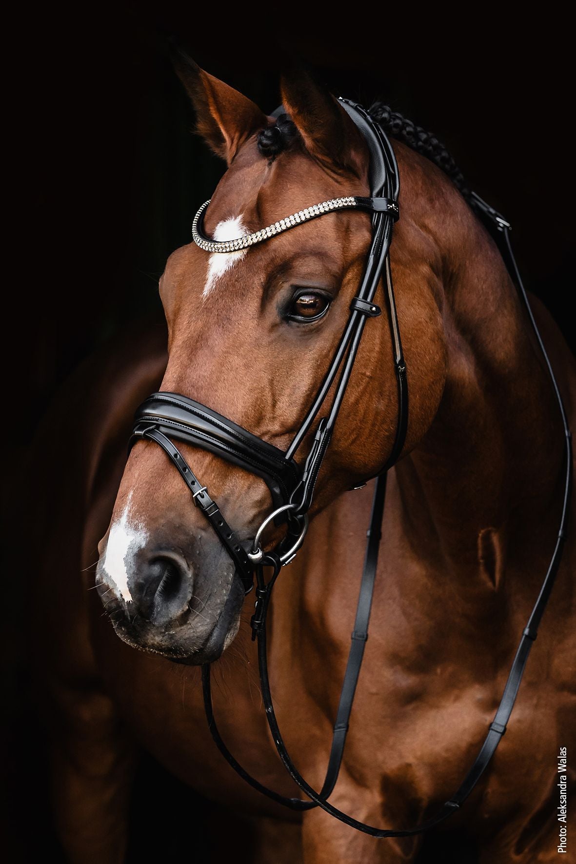 Angled front view of a horse wearing the Schockemohle Isabell Werth Satchmo Dressage Bridle