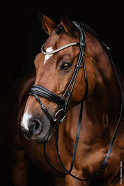 Angled front view of a horse wearing the Schockemohle Isabell Werth Satchmo Dressage Bridle
