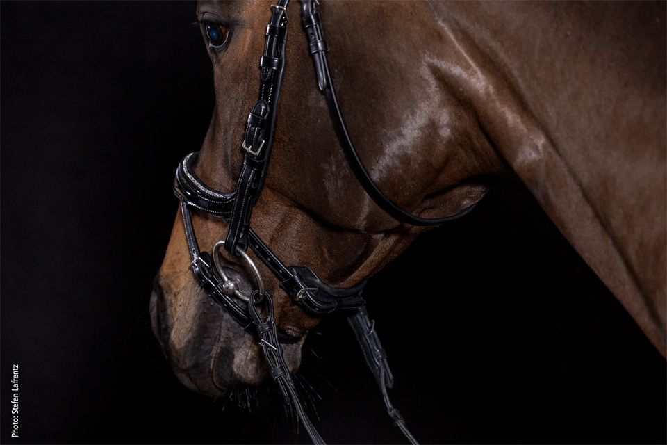 Schockemohle Equitus Beta Glam black bridle worn on horse, side view