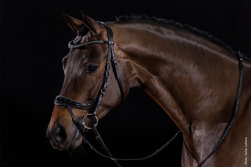 Schockemohle Equitus Beta Glam black bridle worn on horse, angled head view