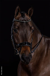 Schockemohle Equitus Beta Glam black bridle worn on horse, front view