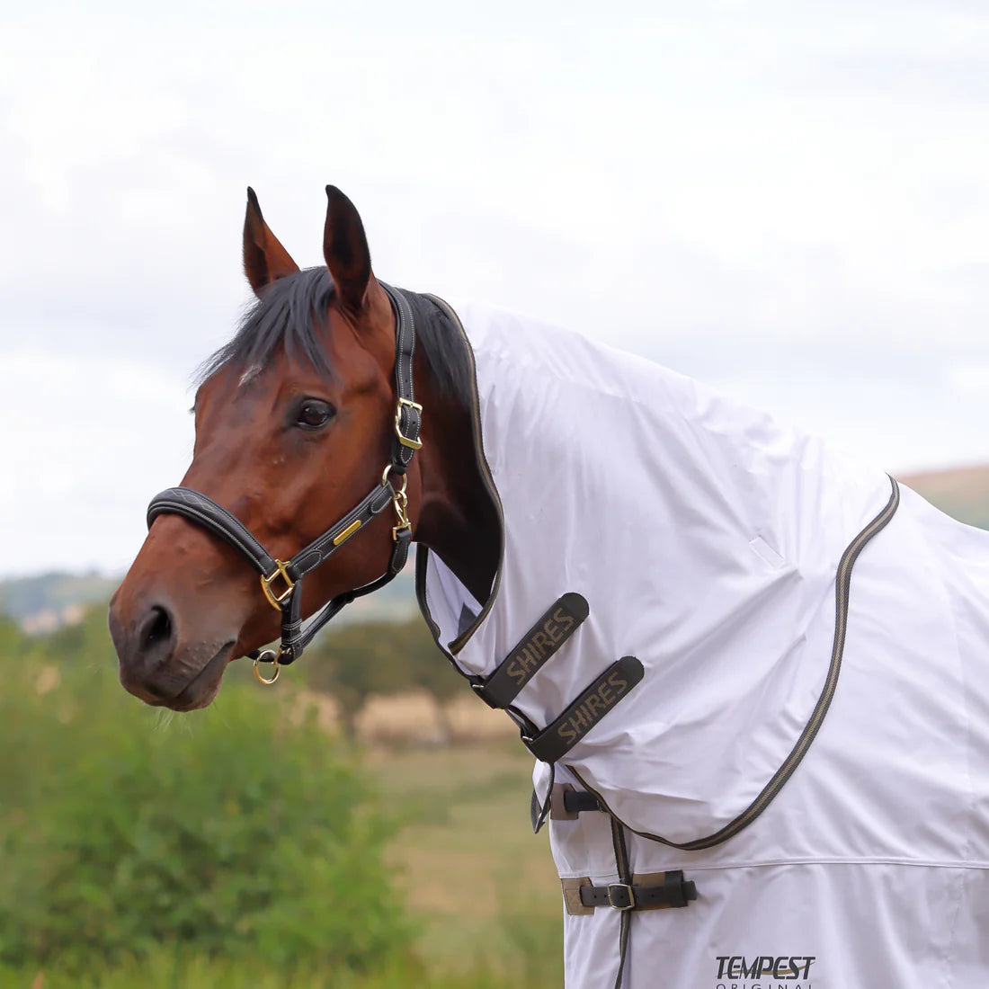 Angled side view of bay horse standing outside wearing the Shires Tempest Original Fly Neck Cover in white