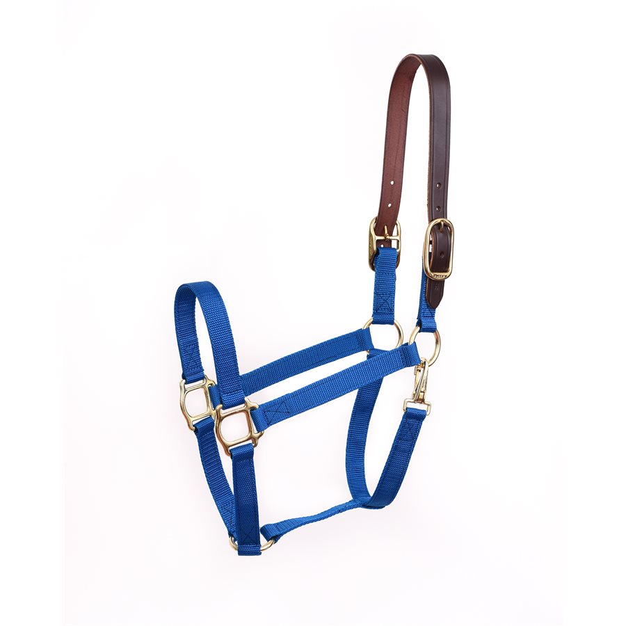 Perri’s Economy Safety Halter in royal blue with brown leather crown piece and brass hardware