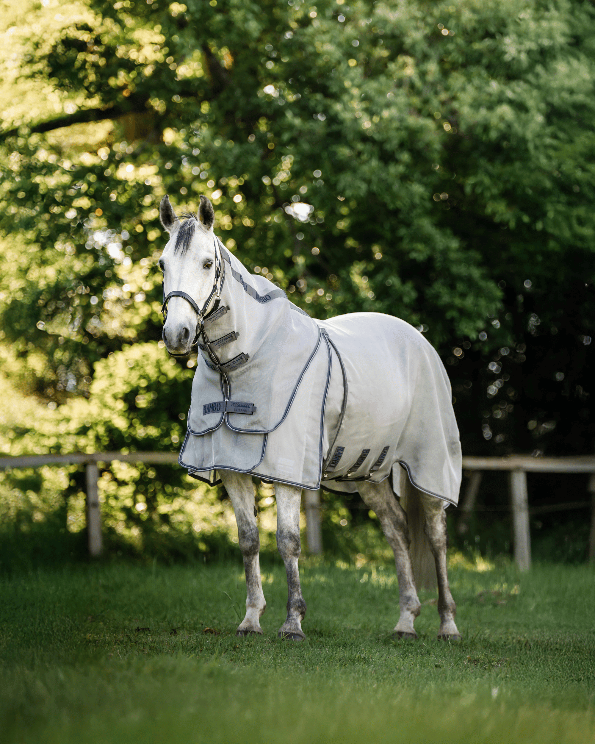 Thunderstorm Grey & Silver standing in a grassy paddock