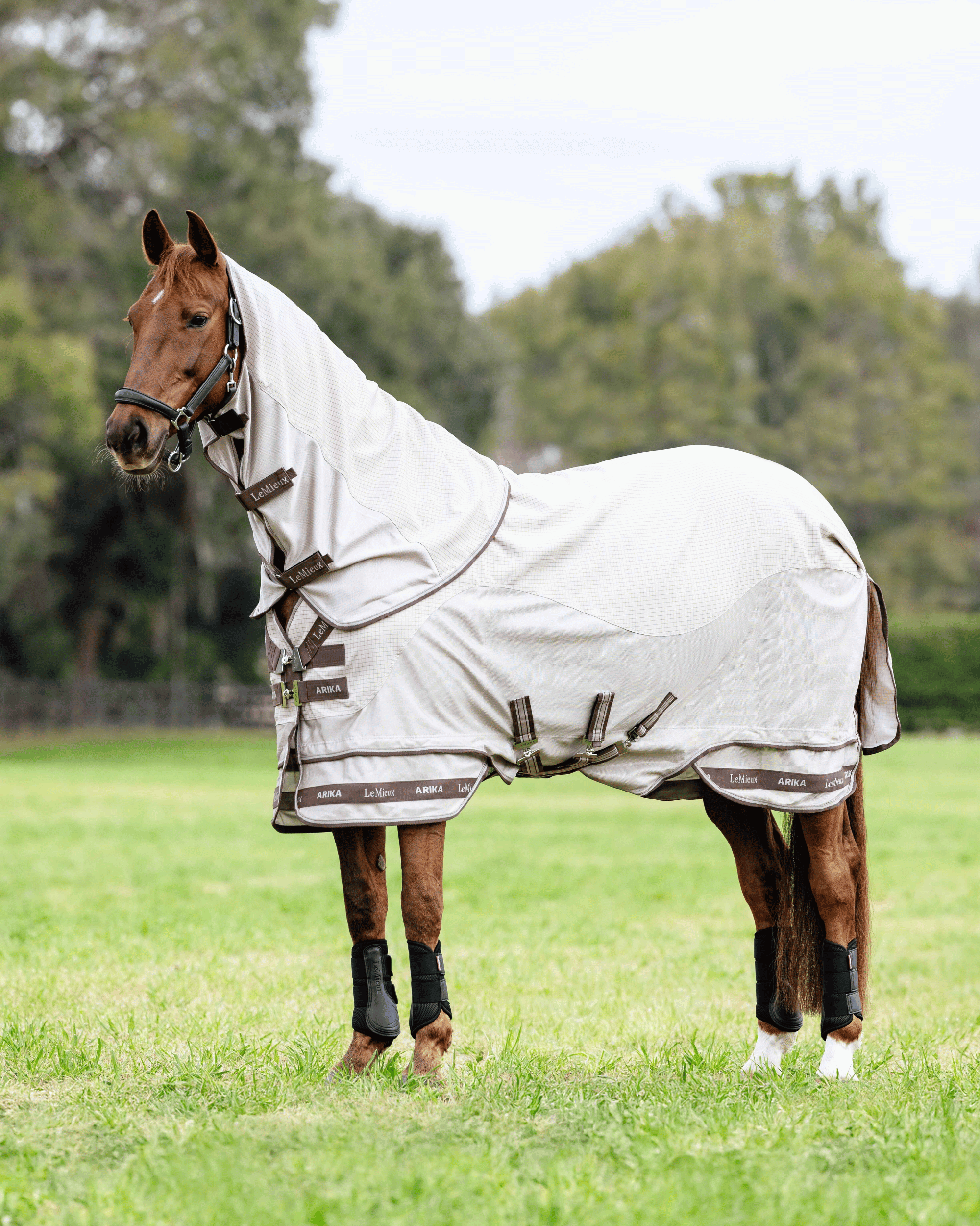 Horse wearing LeMieux Arika Sunstopper Sheet with neck cover standing in grassy field