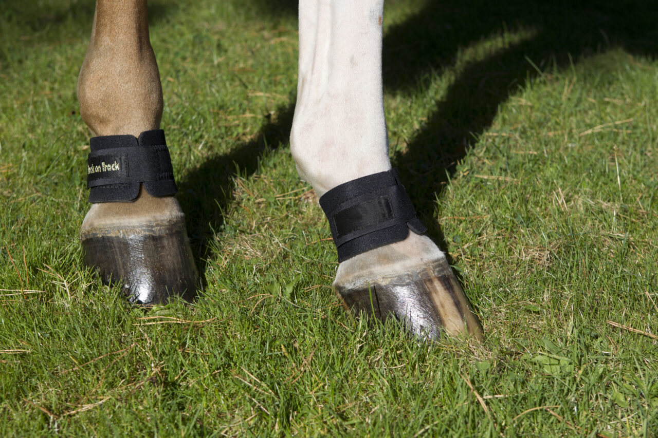 View of a horse's legs wearing the Back on Track Pastern/Fetlock Bands while standing in the grass