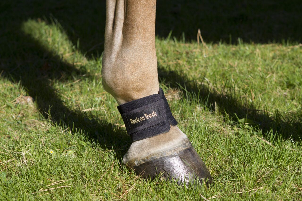 Side view of a Back on Track Pastern/Fetlock Band on a horse's leg while standing in the grass