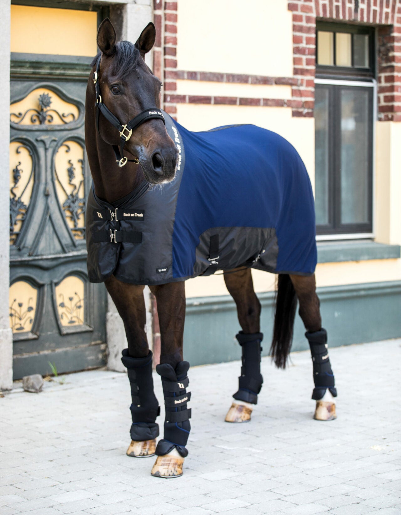 Full view of a dark colored horse wearing the navy Back On Track Royal Quick Wraps with navy cooler while standing in front of a brick building