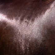 View of a dark colored horse's shiny coat