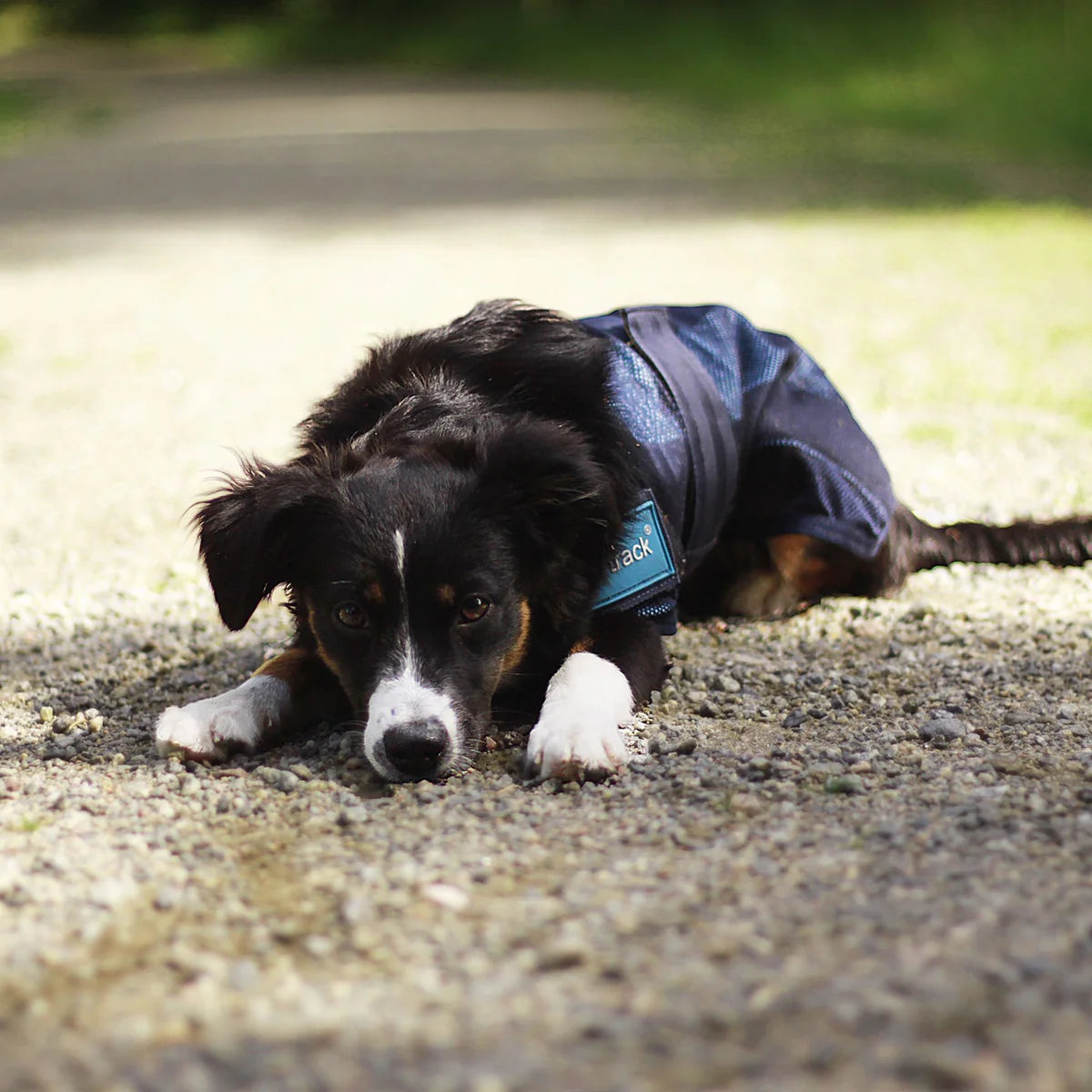 Front view of a black dog wearing the Back on Track Cool On Track Cooling Dog Coat while lying on gravel outside
