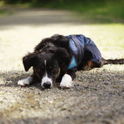 Front view of a black dog wearing the Back on Track Cool On Track Cooling Dog Coat while lying on gravel outside