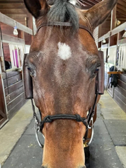 Close-up view of a horse wearing the brown DziaSport Eyes Forward Removable Leather Blinkers while standing in a barn
