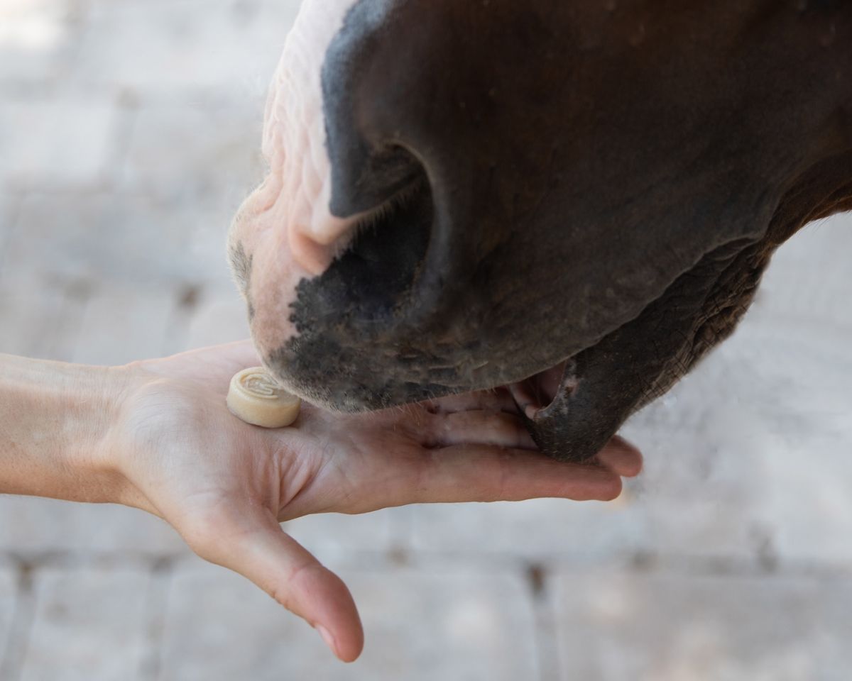 View of someone handfeeding a horse a Peppermint Equine Elixirs Tummy Gummie