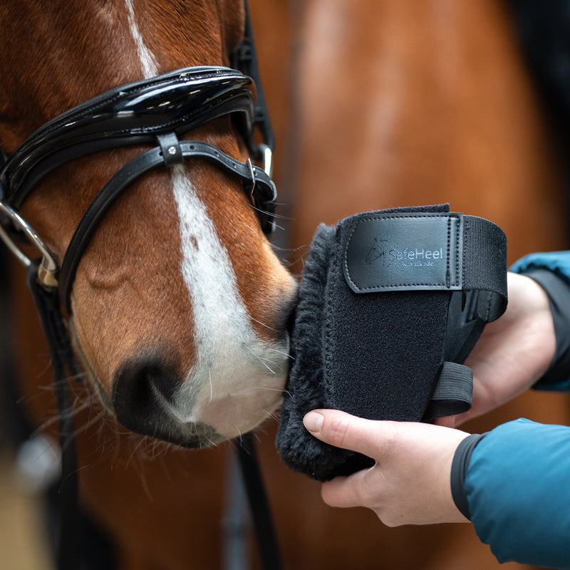 Close-up view of a chestnut horse sniffing a black Kavalkade "SafeHeel" Faux Fur Spur Protector