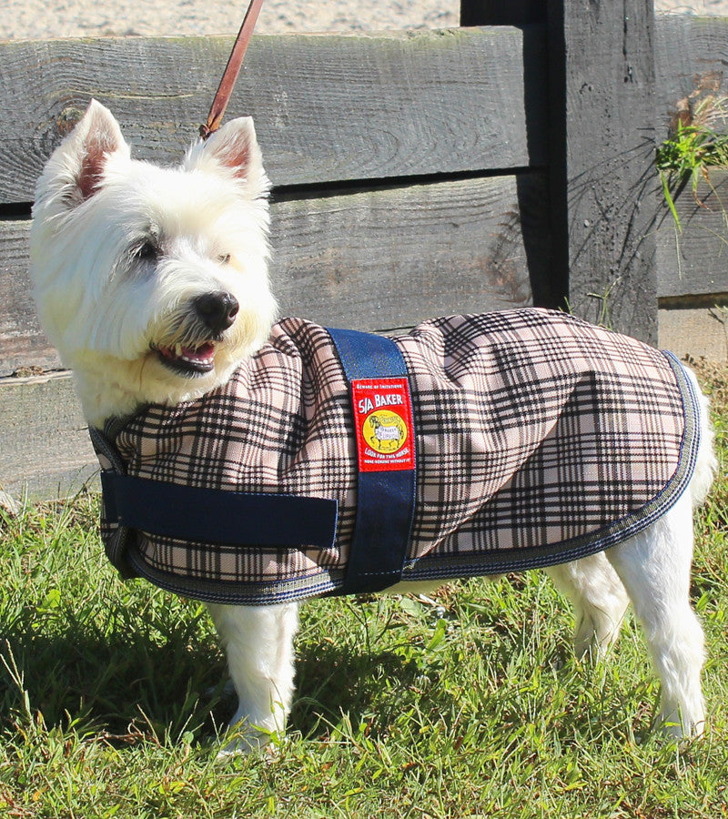Side view of a Westie Terrier wearing the 5/A Baker Dog Blanket while standing outside