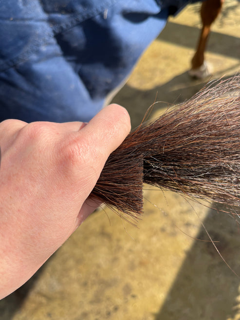 View of someone holding a horse's tail which has been halfway trimmed with the Hairy Pony Horse Tail Trimming Scissors