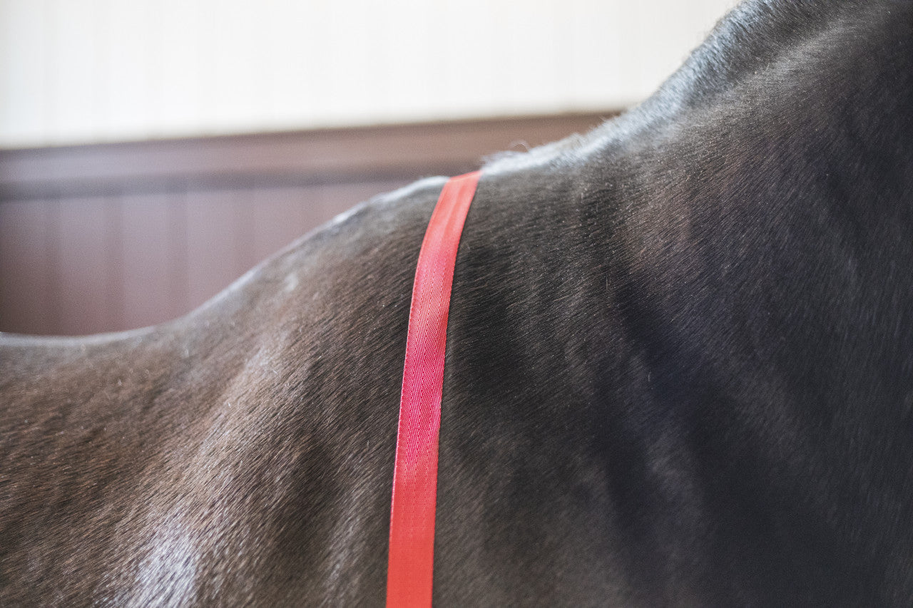 Close up view of the wither strap on the Cordura Ice Boots in red
