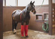 Bay horse standing in a washrack in a barn wearing the Cordura Ice Boots in red