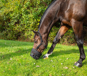 Side view of a bay horse grazing outside while wearing the Best Friend Deluxe Grazing Muzzle
