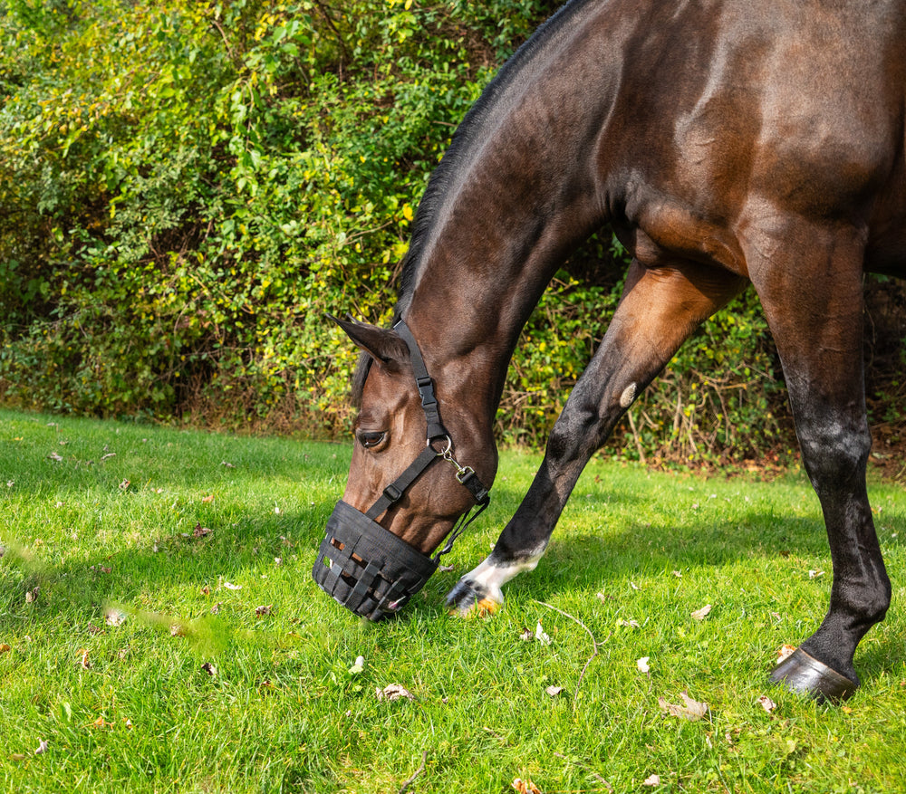 Side view of a bay horse grazing outside while wearing the Best Friend Deluxe Grazing Muzzle