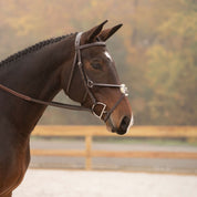 Side view of a bay horse wearing the Black Oak Cedar Figure 8 Bridle while standing in an outdoor arena