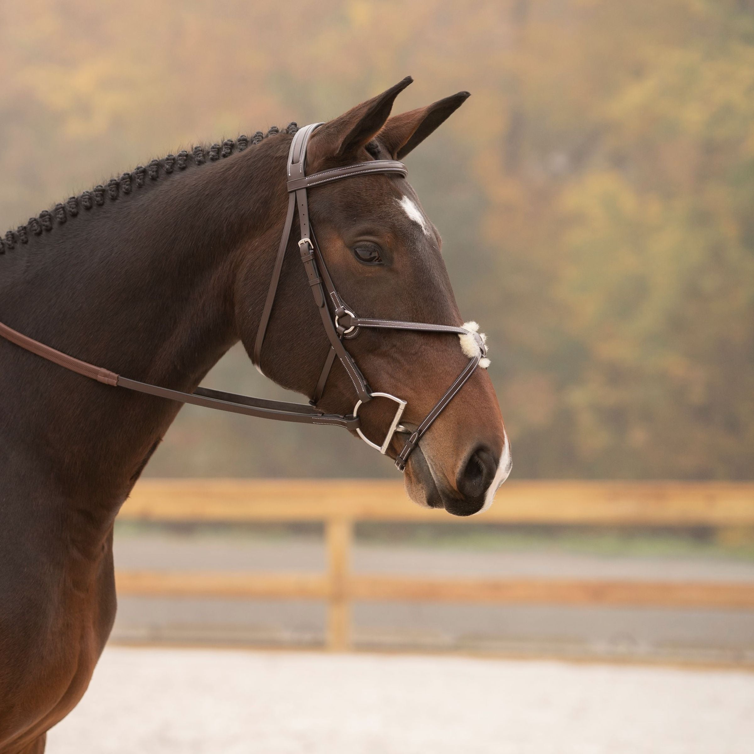 Side view of a bay horse wearing the Black Oak Cedar Figure 8 Bridle while standing in an outdoor arena