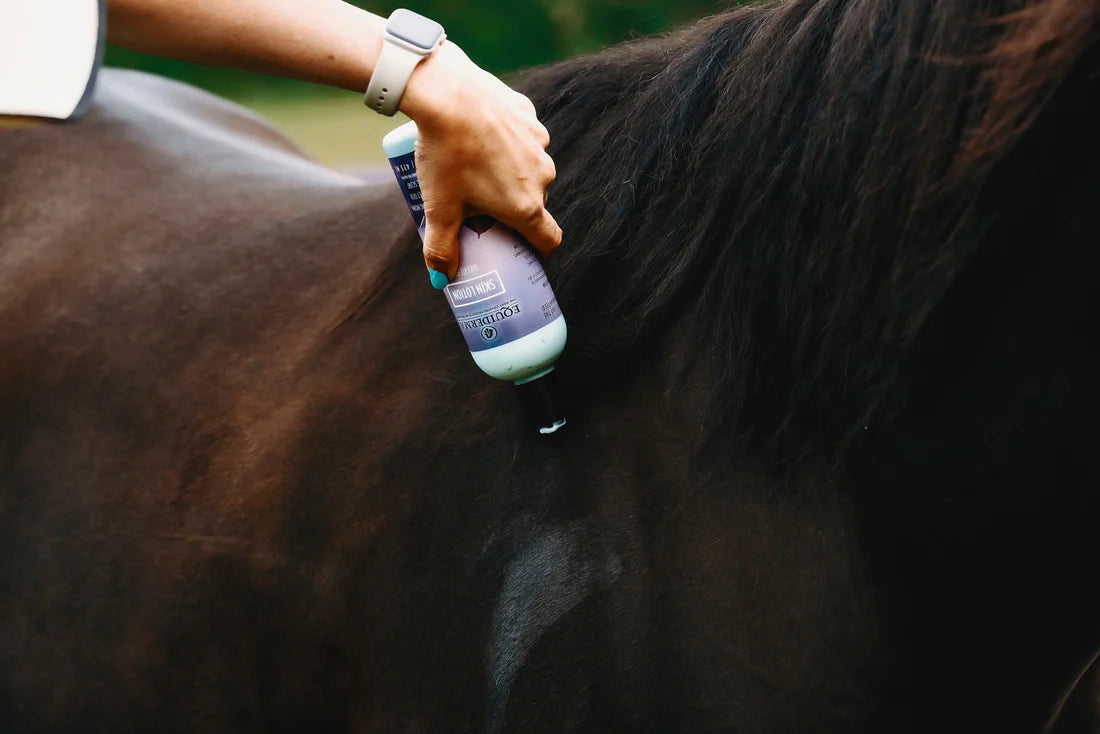 Person applying Equiderma Equine Skin Lotionto a black horse's shoulder