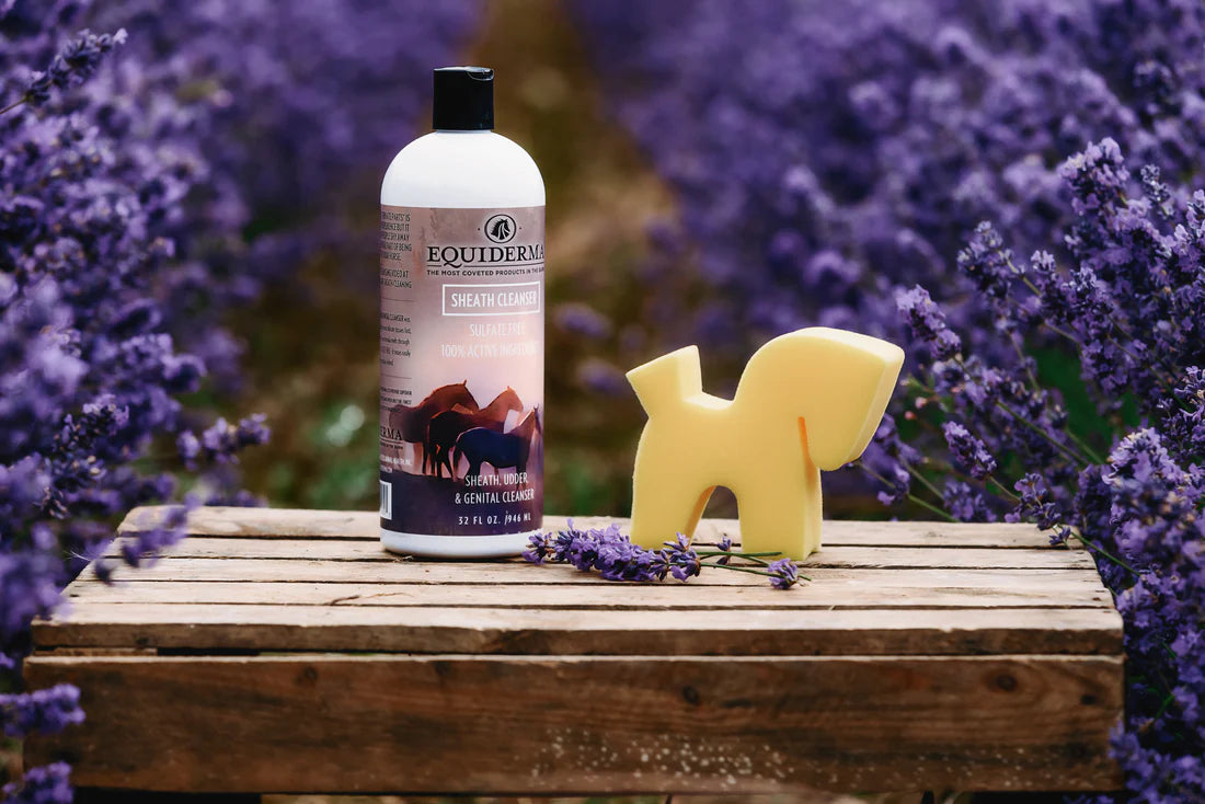Front view of a 32 oz bottle of Equiderma Sheath, Udder & Genital Cleanser next to a horse shaped yellow sponge with purple flowers in the background