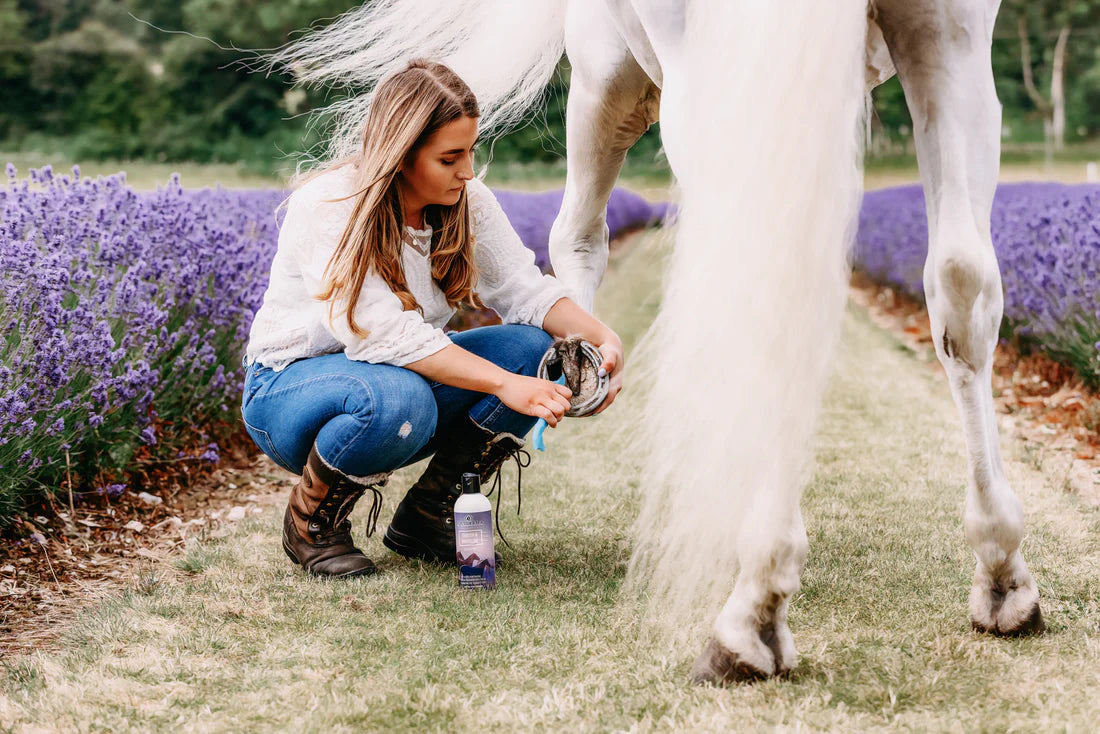 View of a woman picking a white horse's foot with purple flowers in the background
