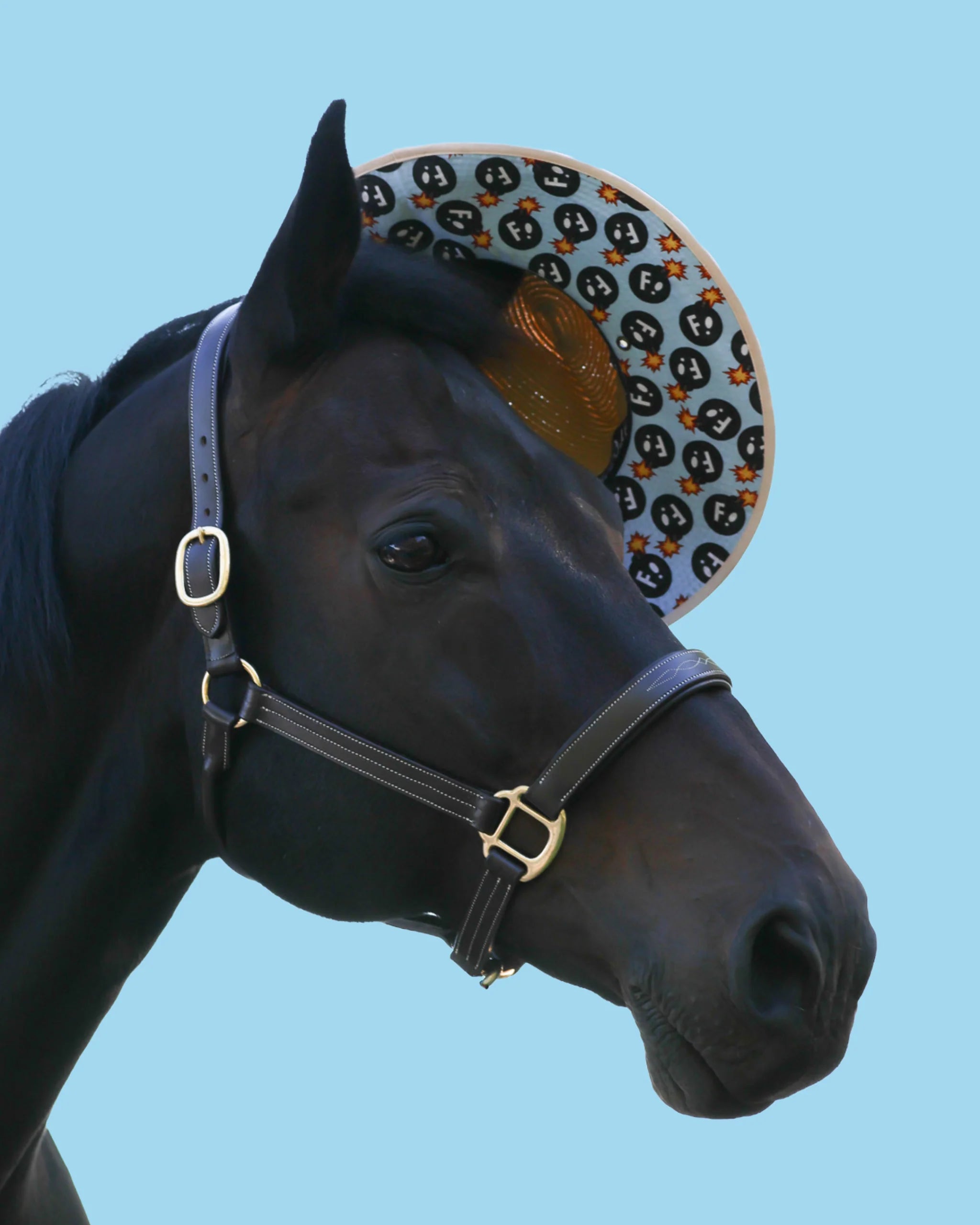 Side view of a black horse wearing the Dreamers & Schemers Hay Sunshine F Bomb Hat on a blue background
