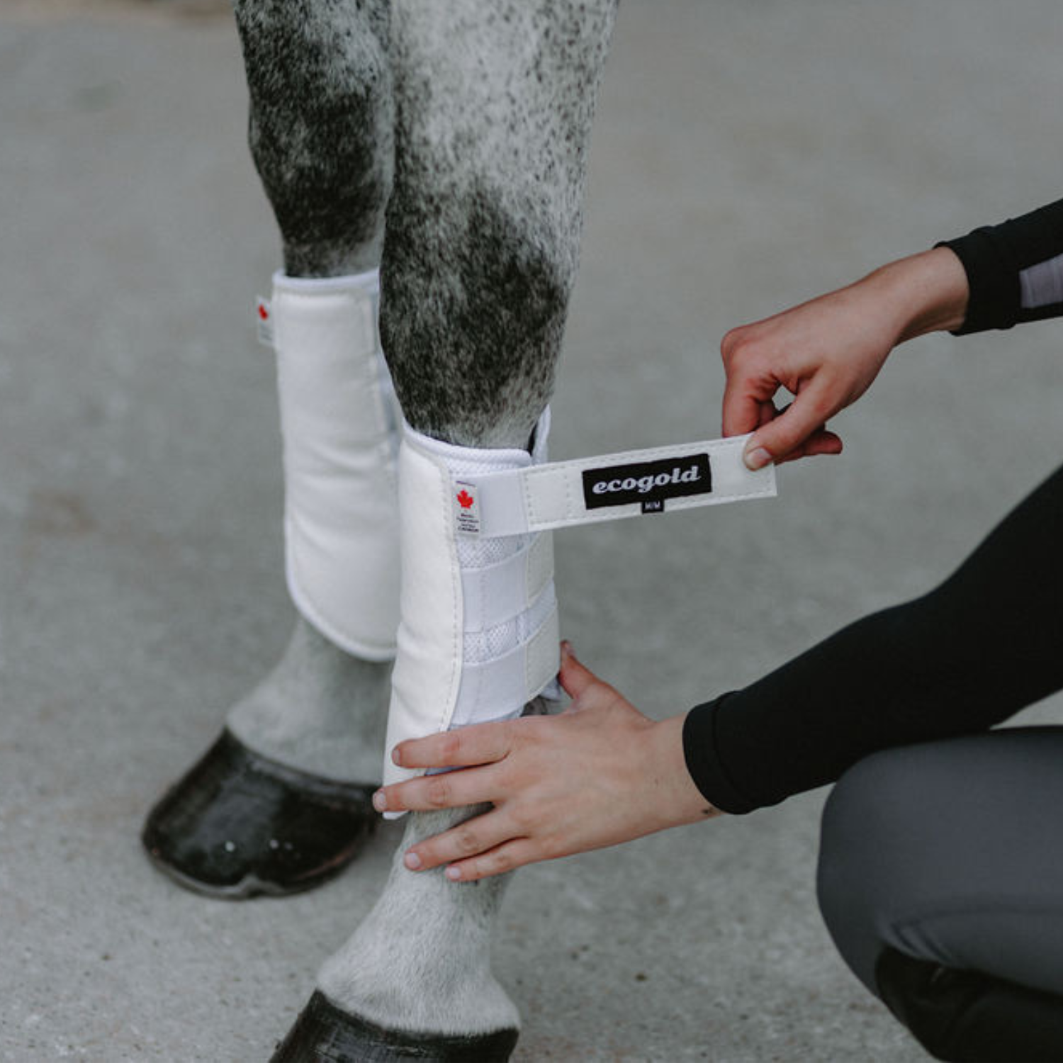 Side view of a model velcroing a white Ecogold Breathable Exercise Horse Boot on a gray horse's leg