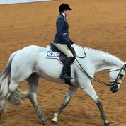 Side view of a female model riding a gray horse that is wearing the Ecogold Hunter Number Pad while in the showring