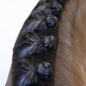 View of a horse's mane that was braided with the Hairy Pony Plaiting Taming Wax