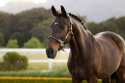 Angled view of the LeMieux Rope Control Halter in the color Pecan on a bay horse in a pasture