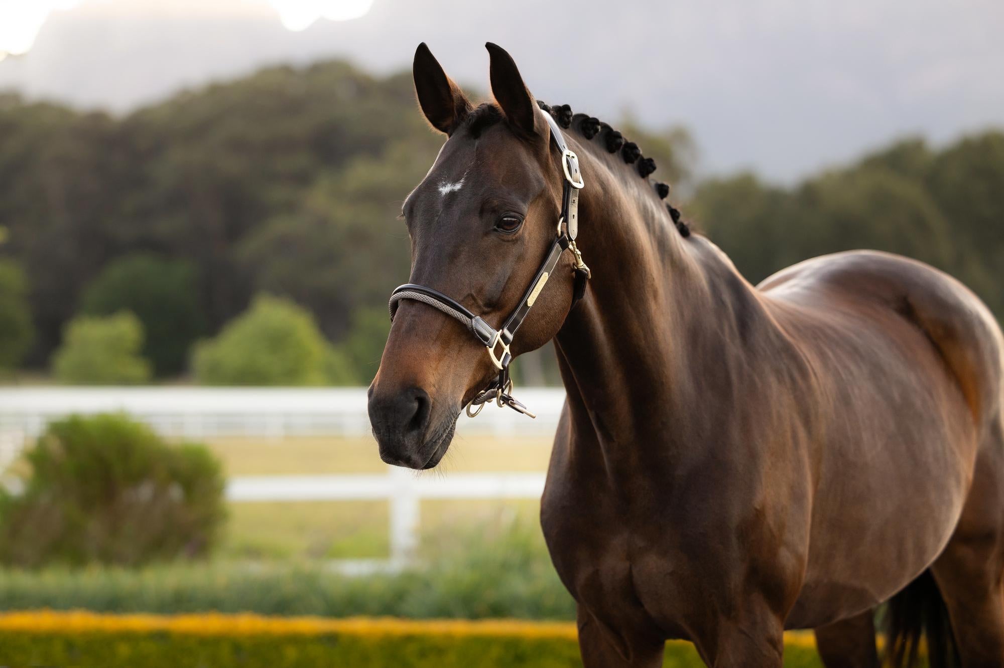 Angled view of the LeMieux Rope Control Halter in the color Pecan on a bay horse in a pasture