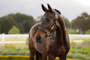 Angled view of the LeMieux Rope Control Halter in the color Pecan on a bay horse in a pasture.