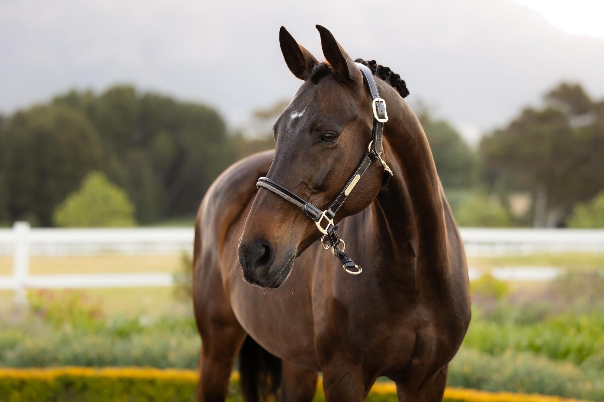 Angled view of the LeMieux Rope Control Halter in the color Pecan on a bay horse in a pasture.