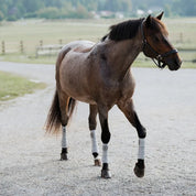 Front view of a roan horse wearing grey Incrediwear Circulation Exercise Bandages on all four legs while walking on a gravel path