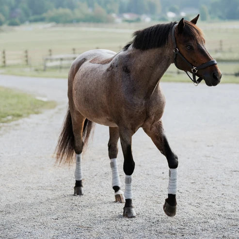 Front view of a roan horse wearing grey Incrediwear Circulation Exercise Bandages on all four legs while walking on a gravel path
