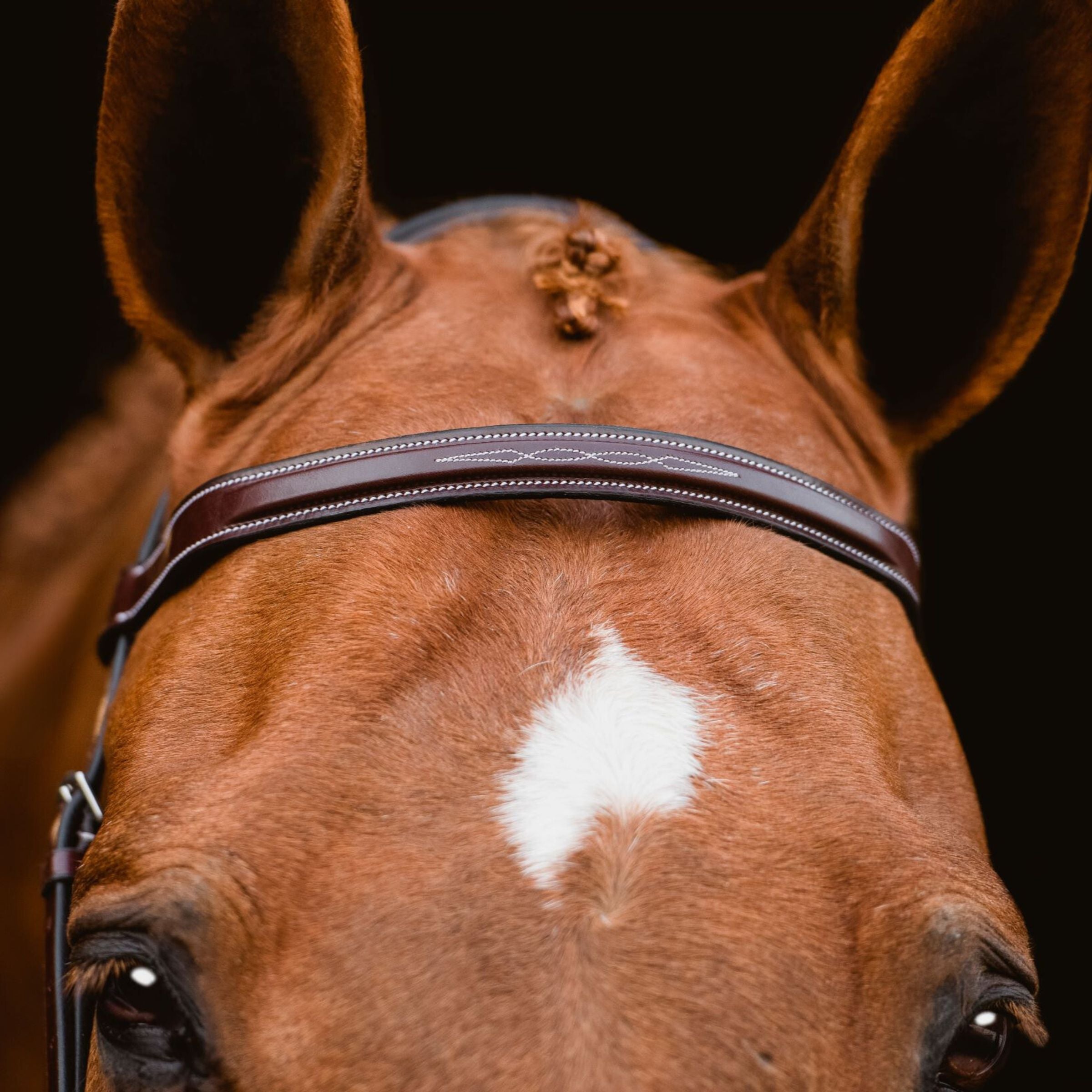 Close-up view of the fancy stitching on the browband of the Red Barn Indio Bridle
