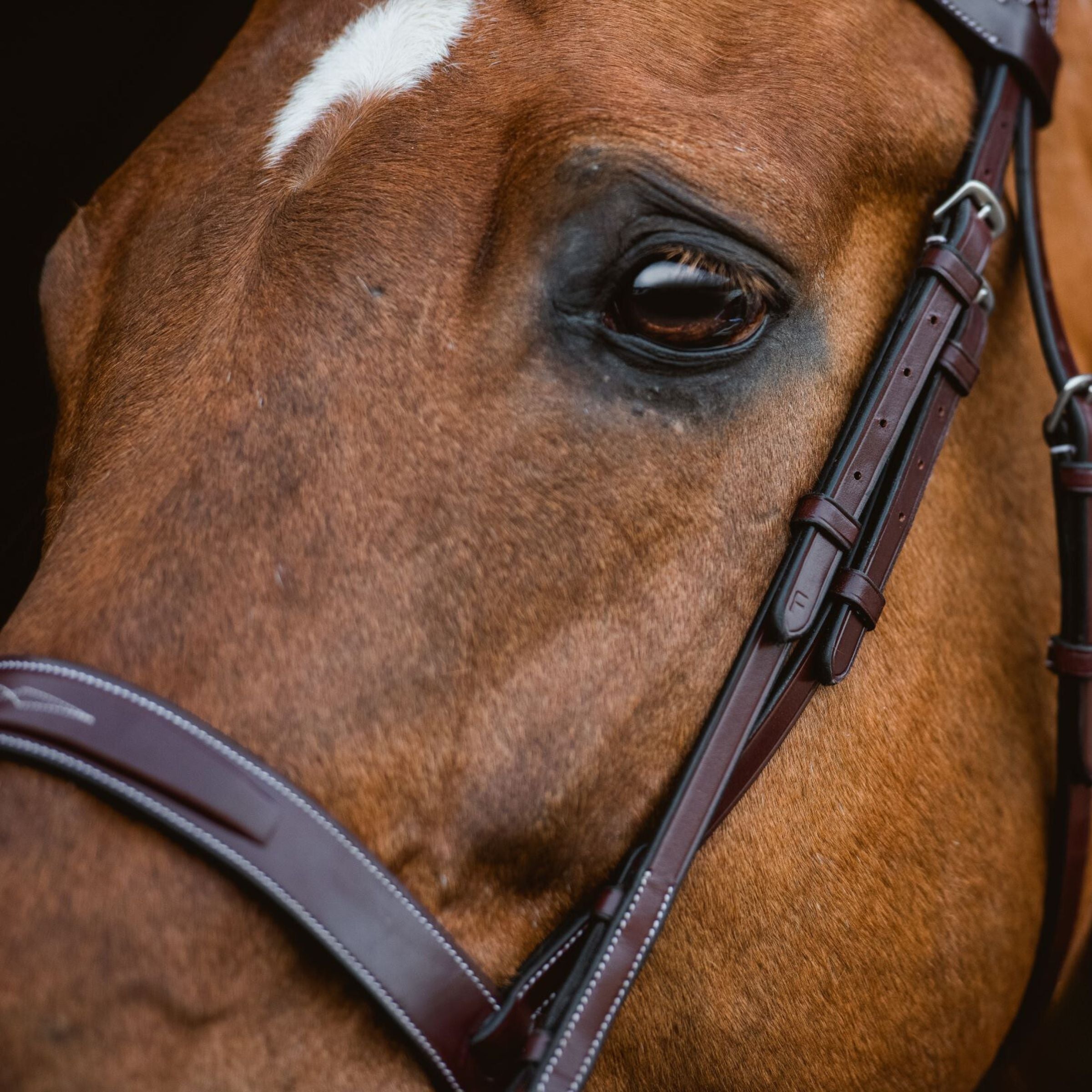 Close-up view of the white contrast stitching and buckles on the cheek pieces of the Red Barn Indio Bridle