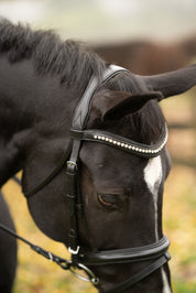 Close-up view of a black horse wearing the Black Oak Magnolia Bridle
