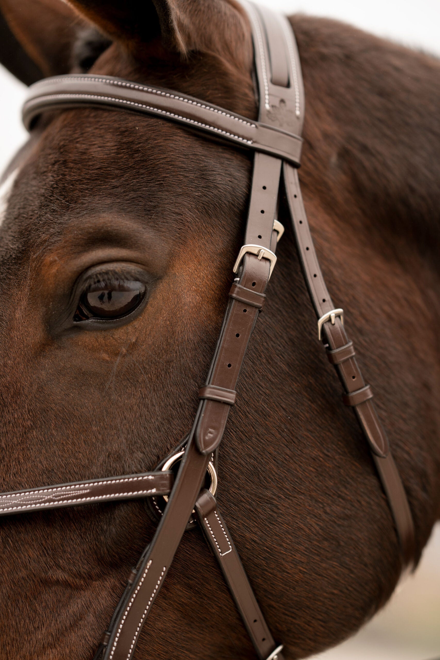 Close-up view of a horse wearing the Black Oak Cedar Figure 8 Bridle