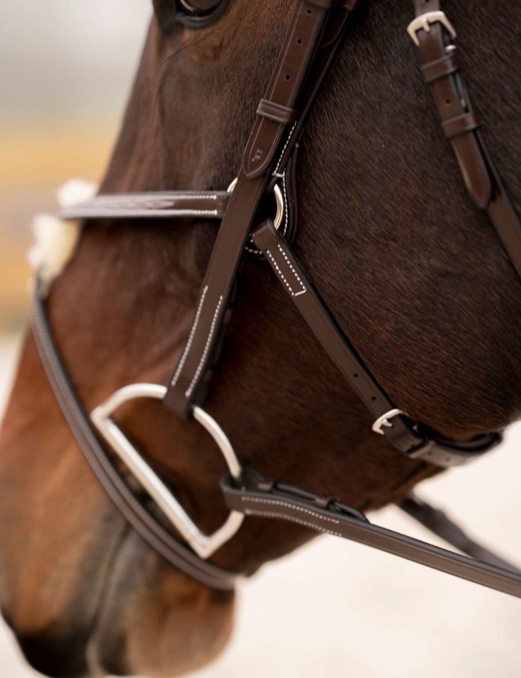 Close-up view of a horse wearing the Black Oak Cedar Figure 8 Bridle