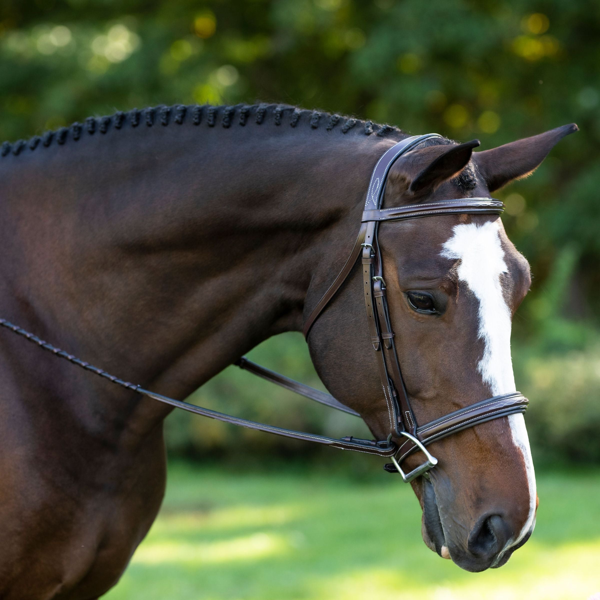 Side view of a horse wearing the Black Oak Laurel Hunter Bridle while standing outside