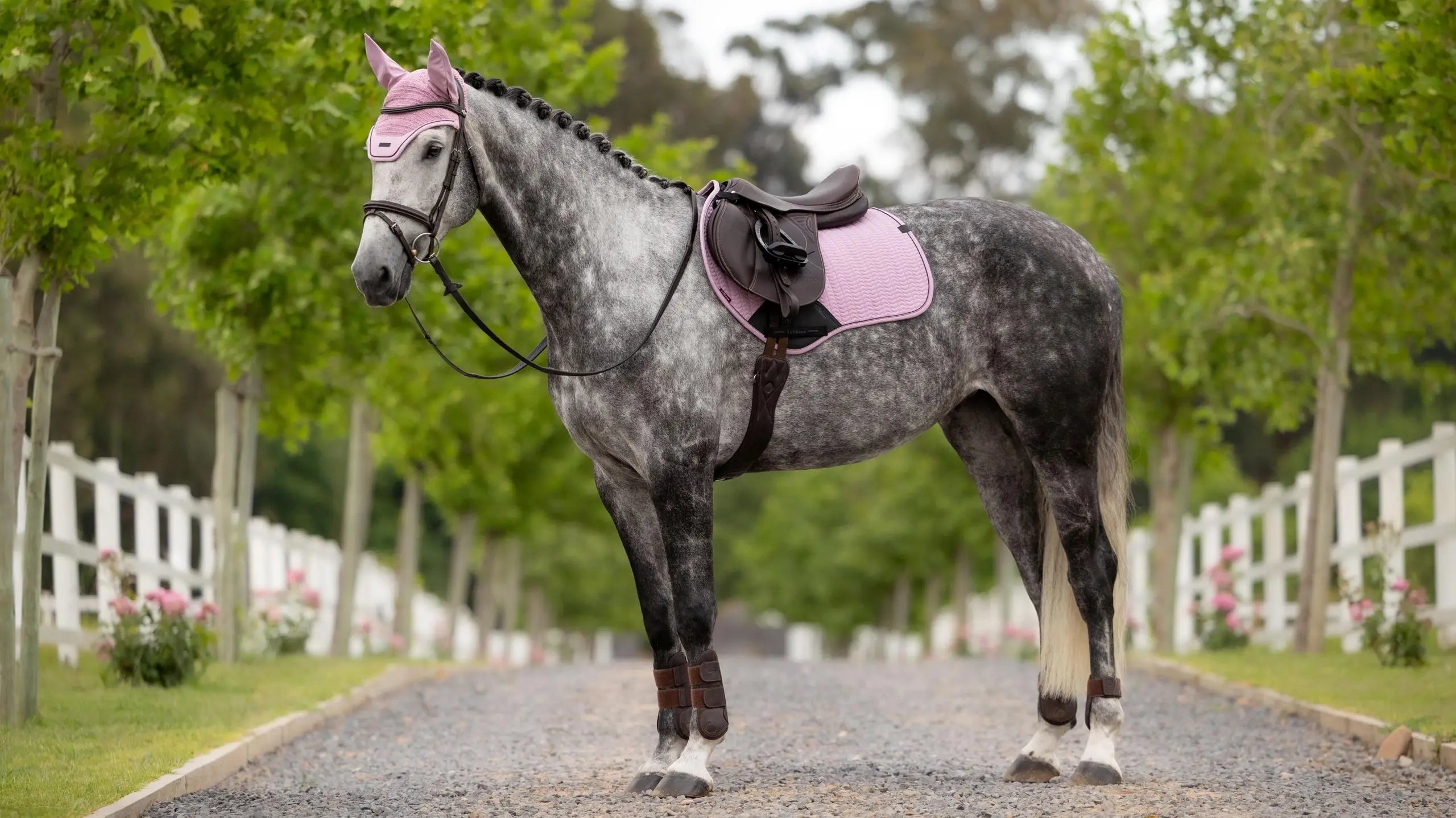Full view of a gray horse standing on a gravel road wearing the LeMieux Essence Close Contact Square in pink under a brown saddle
