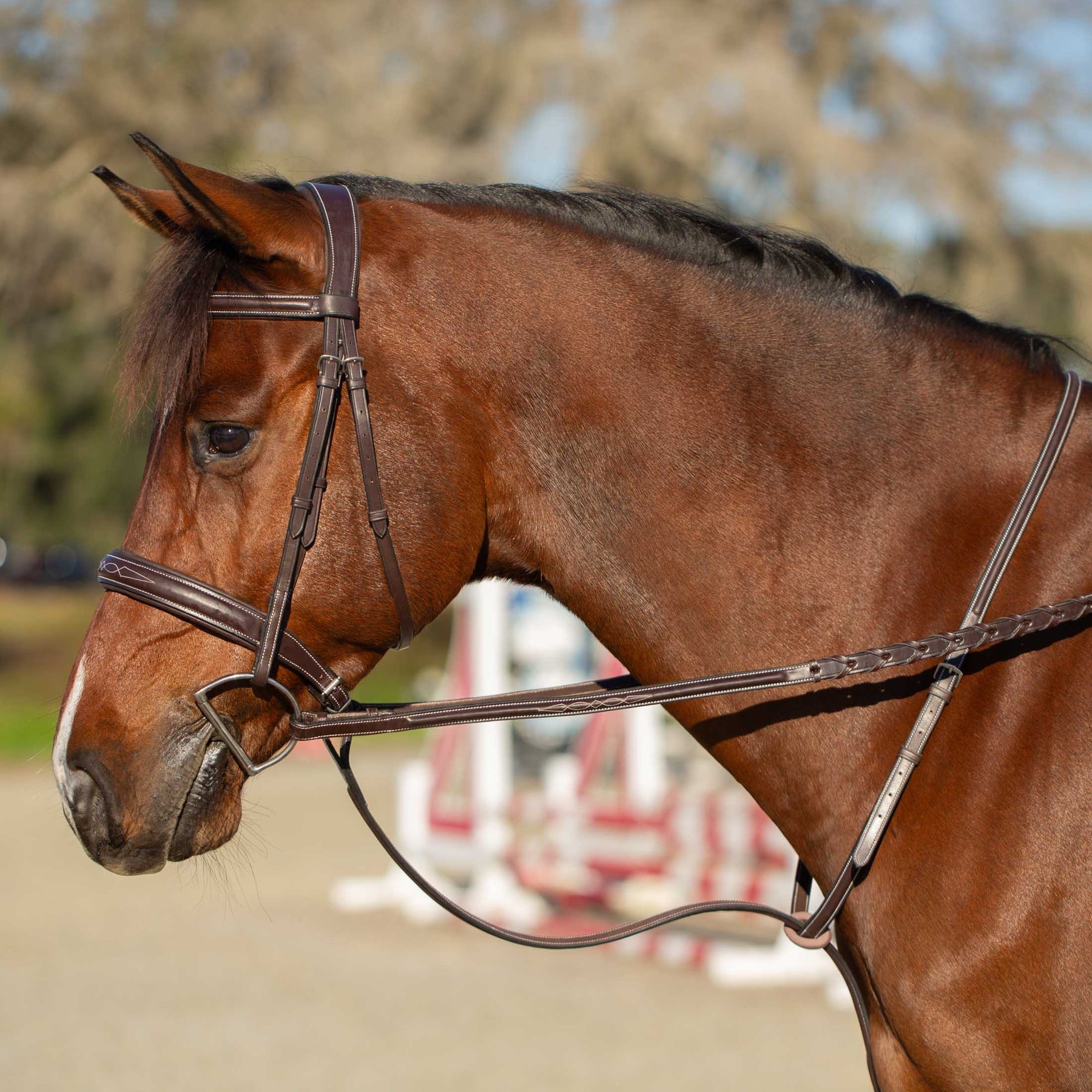 Side view of a bay horse wearing the brown Equinavia Valkyrie Wide Noseband Hunter Bridle with Laced Reins while standing in a jump arena