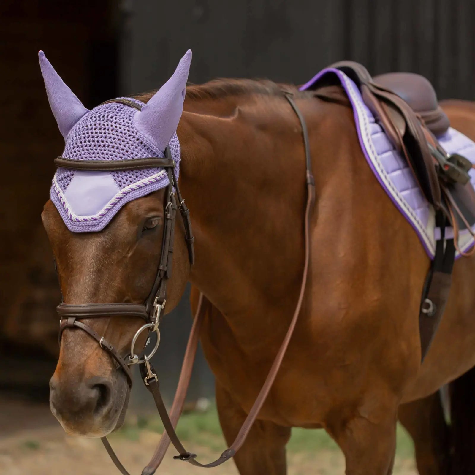 Angled front view of a horse wearing the purple Equinavia Copenhagen Ear Net and coordinating saddle pad under  brown tack