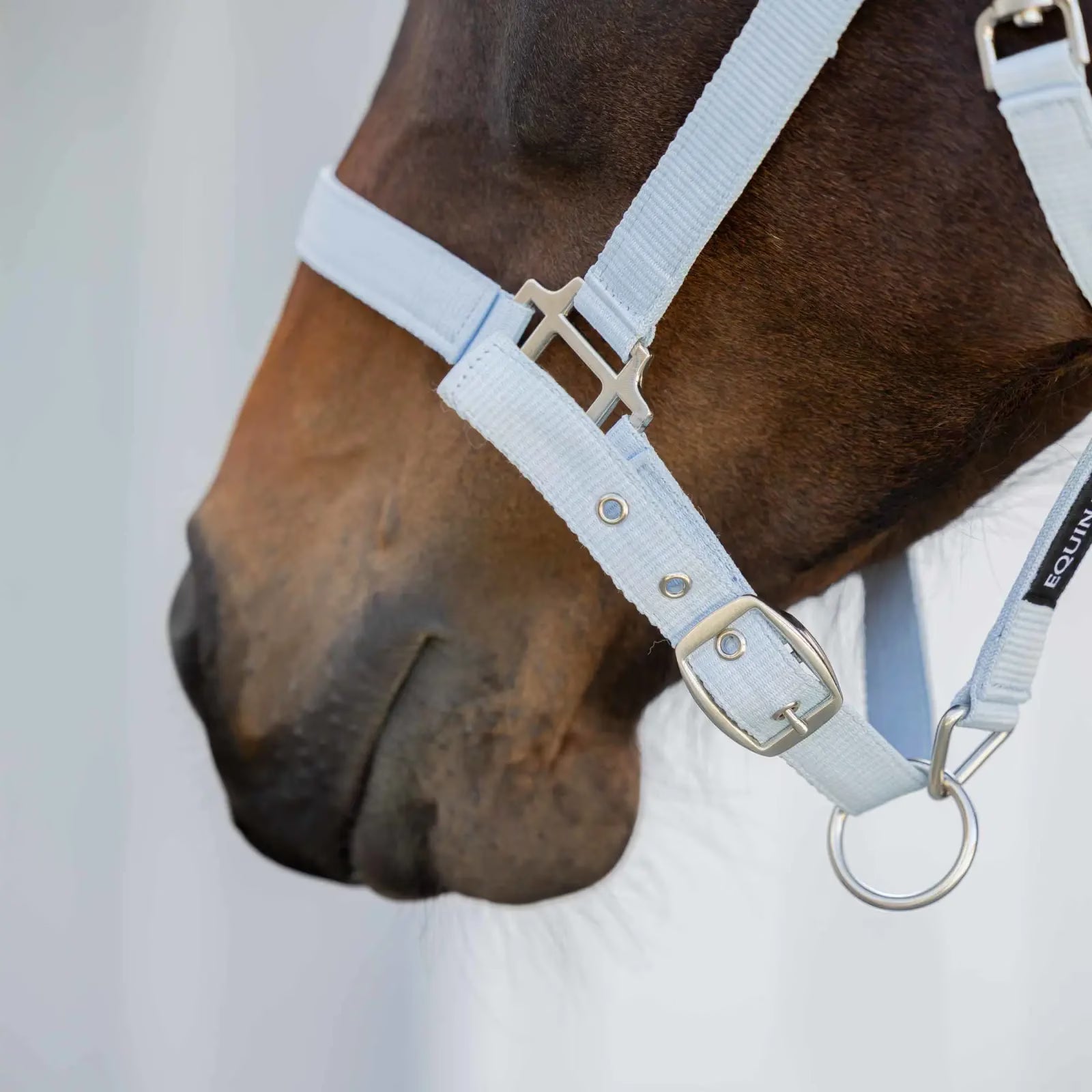 Close up of a bay horse wearing the Equinavia Loki Breakaway Halter in color sweet blue